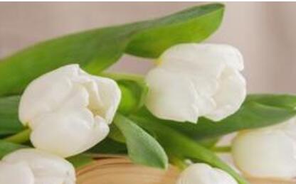 å±±ä¸æè